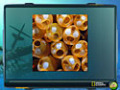 Zdarma stáhnout Nat Geo Adventure: Ghost Fleet screenshot 3