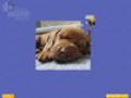 Zdarma stáhnout Super Jigsaw Puppies screenshot 3